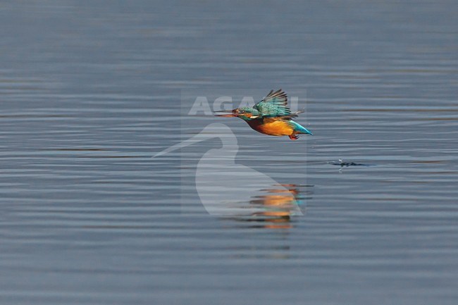 Vrouwtje IJsvogel in de vlucht; Female Common Kingfisher in flight stock-image by Agami/Daniele Occhiato,