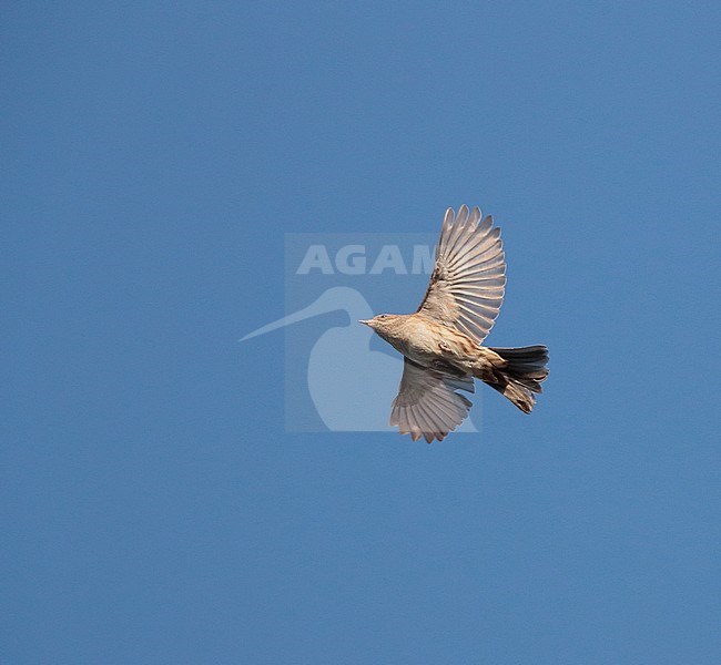 Dunnock (Prunella modularis) in flight during migration time in the Netherlands, against a blue sky, seen from below. stock-image by Agami/Ran Schols,