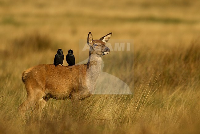 Vrouwtje Edelhert met Kauwen, Red Deer female with Western Jackdaw stock-image by Agami/Danny Green,