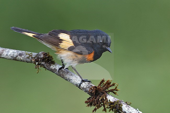 Adult male 
Galveston Co., TX 
April 2010 stock-image by Agami/Brian E Small,