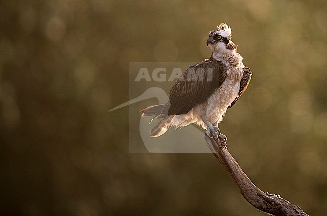 Osprey, Pandion haliaetus, in the Netherlands. Perched with backlight. stock-image by Agami/Han Bouwmeester,