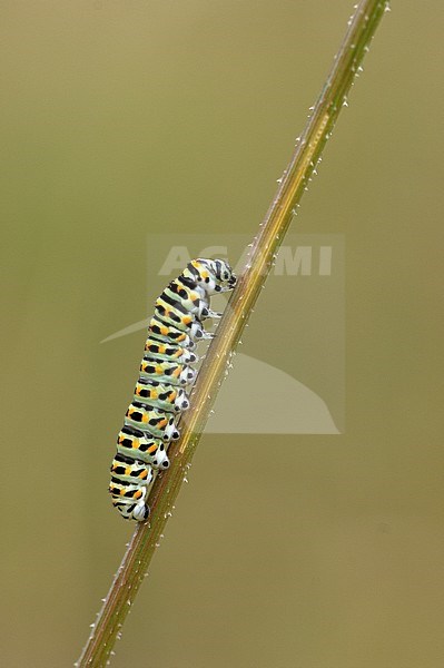 Koninginnenpage rups / Swallowtail caterpillar (Papilio machaon) stock-image by Agami/Wil Leurs,