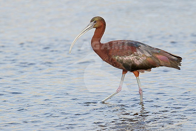 Adult Glossy Ibis (Plegadis falcinellus) in summer plumage, standing in a shallow freshwater lake in Los Angeles county, California, USA. stock-image by Agami/Brian E Small,