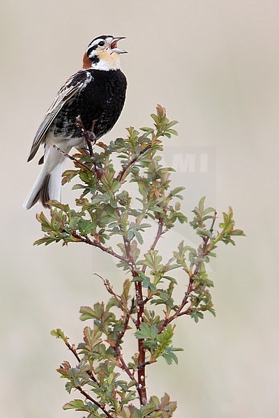 Chestnut-collared Longspur (Calcarius ornatus) adult male singing on top of a bush stock-image by Agami/Dubi Shapiro,