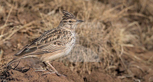 Thekla's Lark (Galerida theklae huei) perched on the ground in the Bale mountains in Ethiopia. stock-image by Agami/Ian Davies,