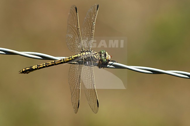Vrouwtje Paragomphus cognatus met prooi, Female Rock Hooktail with prey stock-image by Agami/Wil Leurs,