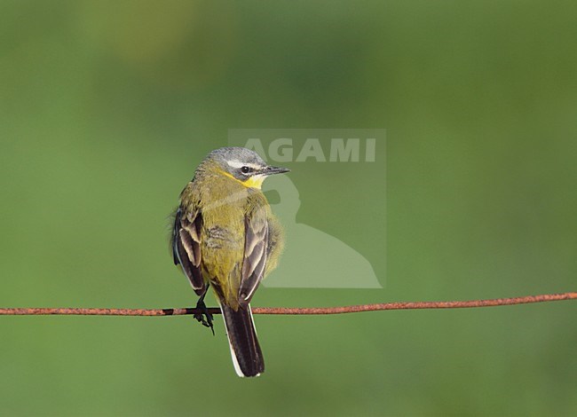 Gele Kwikstaart zittend op draad; Blue-headed Wagtail perched on wire stock-image by Agami/Reint Jakob Schut,