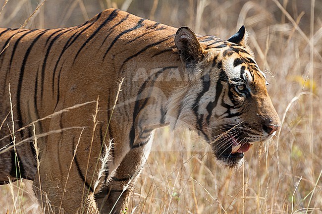 A Bengal tiger, Panthera tigris tigris, walking in a field in India's Bandhavgarh National Park. Madhya Pradesh, India. stock-image by Agami/Sergio Pitamitz,