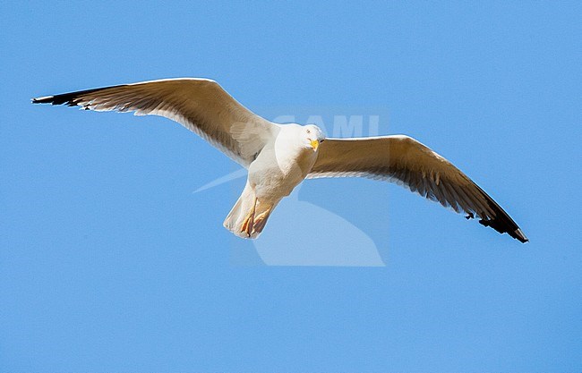 Adult Yellow-legged Gull (Larus michahellis michahellis) in flight against a bright blue sky on Lesvos, Greece. Seen from below. stock-image by Agami/Marc Guyt,