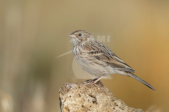 Adult Vesper Sparrow (Pooecetes gramineus) perched on a rock during late summer in Lake Co., Oregon, USA. stock-image by Agami/Brian E Small,