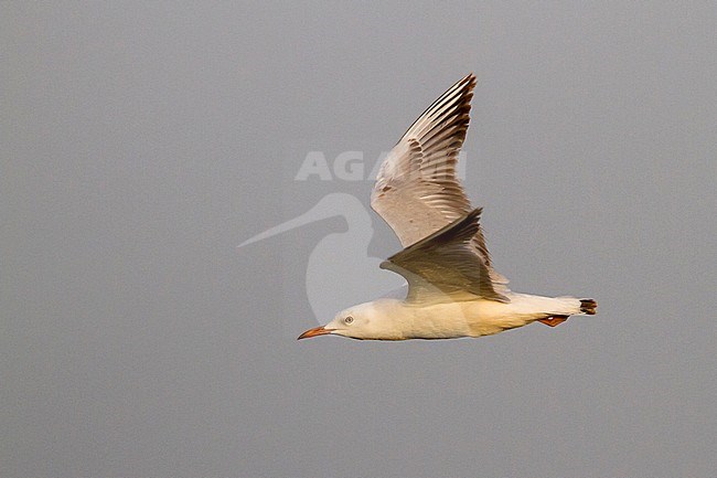 Slender-billed Gull - Dünnschnabelmöwe - Larus genei, Oman, 1st Winter stock-image by Agami/Ralph Martin,