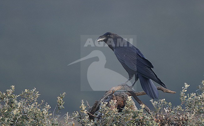 Northern Raven (Corvus corax hispanus) perched on a branch in Extremadura, Spain stock-image by Agami/Helge Sorensen,