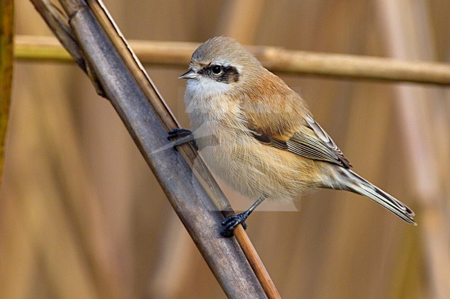 Vrouwtje Buidelmees; Female Eurasian Penduline Tit stock-image by Agami/Daniele Occhiato,