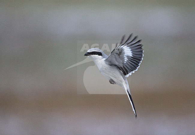 Klapekster zoekend naar prooi; Great Grey Shrike looking for prey stock-image by Agami/Jari Peltomäki,