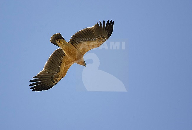 Greater Spotted Eagle juv. pale morph (Aquila clanga) Sultanate of Oman November 2004 stock-image by Agami/Markus Varesvuo,