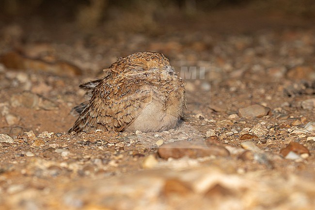 Juvenile Golden Nightjar (Caprimulgus eximius) sitting at night in the desert, Oued Chiaf, Western Sahara. stock-image by Agami/Vincent Legrand,