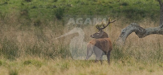 Red Deer male; Edelhert man stock-image by Agami/Han Bouwmeester,