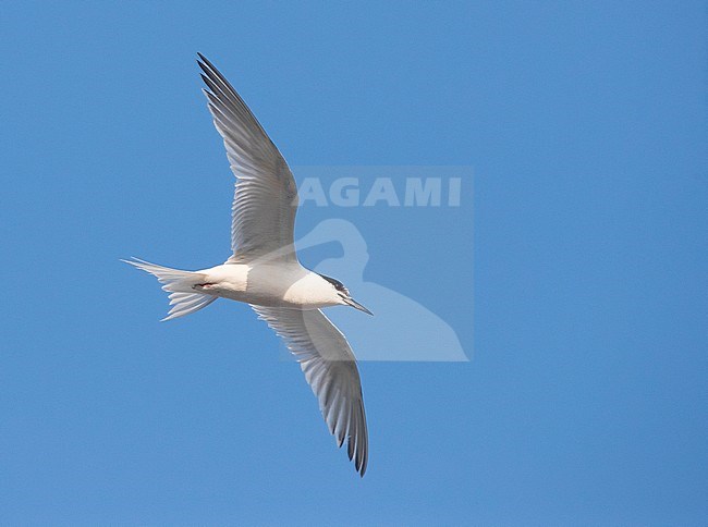 Adult Roseate Tern (Sterna dougallii) in autumn plumage in Ponta Delgada Harbour on the island Terceira in the Azores. Flying overhead. stock-image by Agami/David Monticelli,