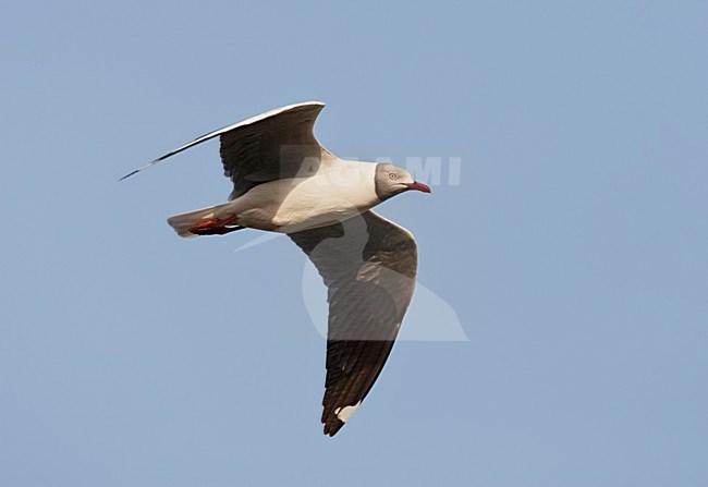 Grijskopmeeuw, Grey-headed Gull, Larus cirrocephalus poiocephalus stock-image by Agami/Marc Guyt,