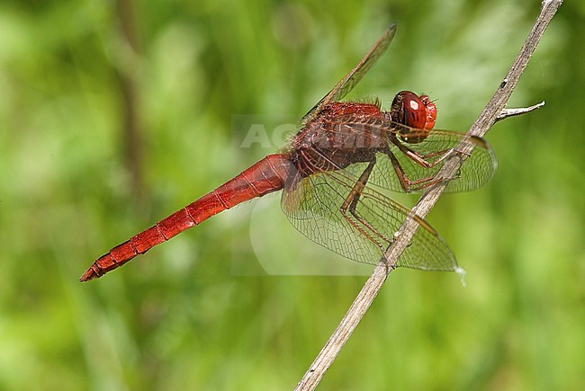 Mannetje Vuurlibel, Male Crocothemis erythraea stock-image by Agami/Wil Leurs,