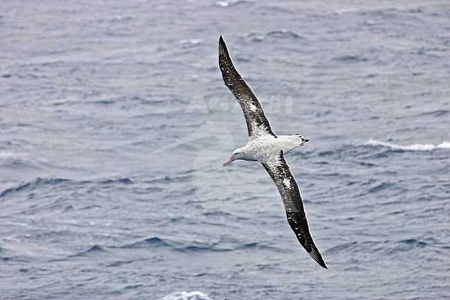 Gibsons Albatros vliegend boven de oceaan; Gibson's Albatross (Diomedea gibsoni) flying above the ocean stock-image by Agami/Pete Morris,