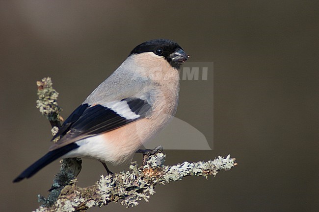 Goudvink vrouw zittend op tak; Eurasian Bullfinch female perched on branch stock-image by Agami/Bence Mate,