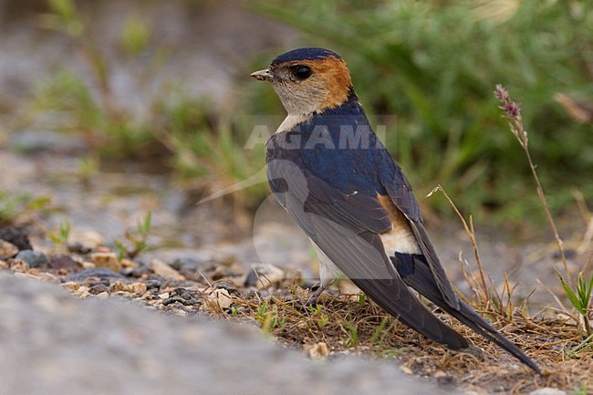 Roodstuitzwaluw volwassen zittend op de grond, Red-rumped Swallow adult perched on the ground stock-image by Agami/Daniele Occhiato,
