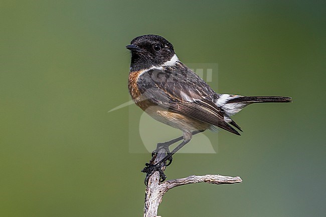 Roodborsttapuit; European Stonechat stock-image by Agami/Daniele Occhiato,