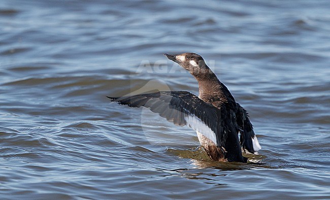 American White-winged Scoter, Melanitta deglandi, 1stW female swimming at Reed's Beach, New Jersey, USA stock-image by Agami/Helge Sorensen,