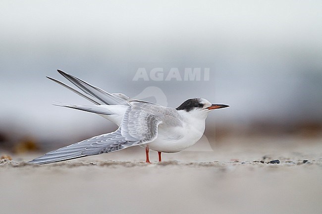 Visdief, Common Tern, Sterna hirundo, Sterna hirundo ssp. hirundo, Germany, 1st cy stock-image by Agami/Ralph Martin,