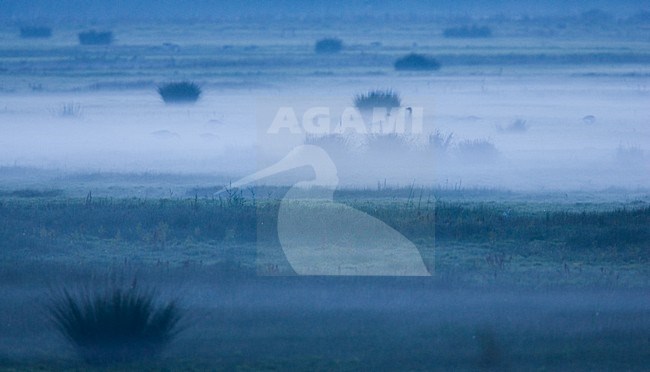 Ganzen in de Oostvaardersplassen; Geese at Oostvaardersplassen stock-image by Agami/Menno van Duijn,