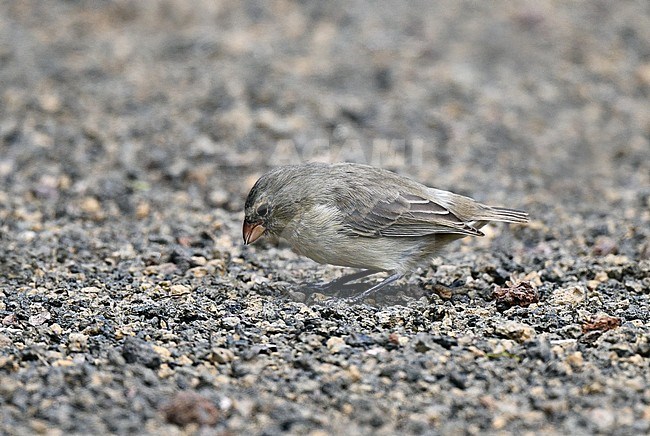 Darwin Finch on the Galapagos islands, a Small Ground Finch, Geospiza fuliginosa. stock-image by Agami/Laurens Steijn,