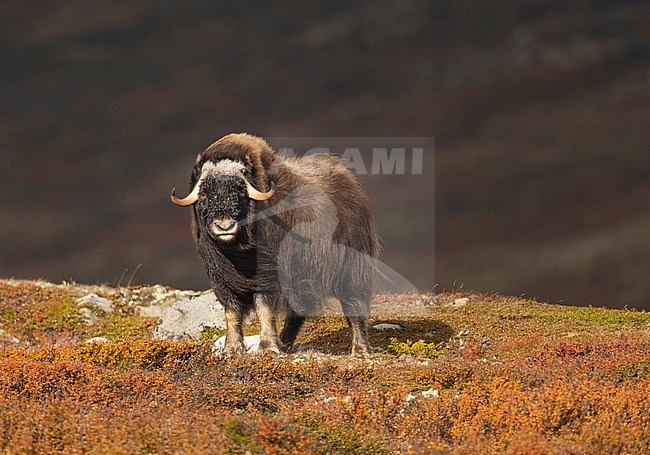 Youg male Muskox (Ovibos moschatus) in the Dovrefjell in Norway. Staring in the camera. stock-image by Agami/Alain Ghignone,