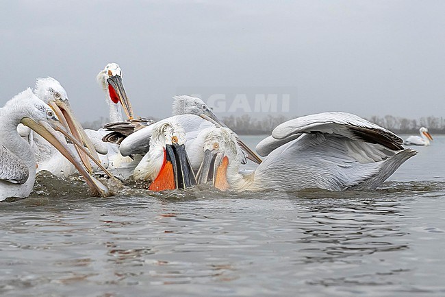 Dalmatian Pelican (Pelecanus crispus) feeding on fish on lake Kerkini in Greece. stock-image by Agami/Marcel Burkhardt,