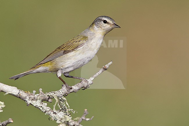 Adult female 
Galveston Co., TX 
April 2011 stock-image by Agami/Brian E Small,