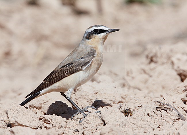 Mannetje Tapuit zittend op de grond; Male Northern Wheatear perched on the ground stock-image by Agami/Markus Varesvuo,