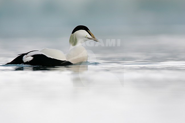 Roepend mannetje Eider; Calling male Common Eider stock-image by Agami/Menno van Duijn,