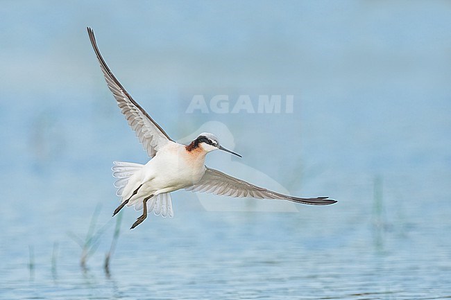 Adult female breeding
Galveston Co., TX
May 2023 stock-image by Agami/Brian E Small,