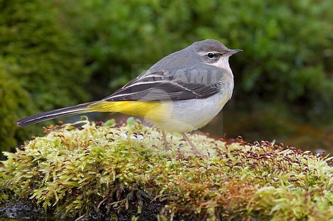 Grote Gele Kwikstaart staand; Grey Wagtail perched stock-image by Agami/Daniele Occhiato,