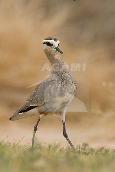 Sociable Lapwing standing; Steppekievit staand stock-image by Agami/Arie Ouwerkerk,