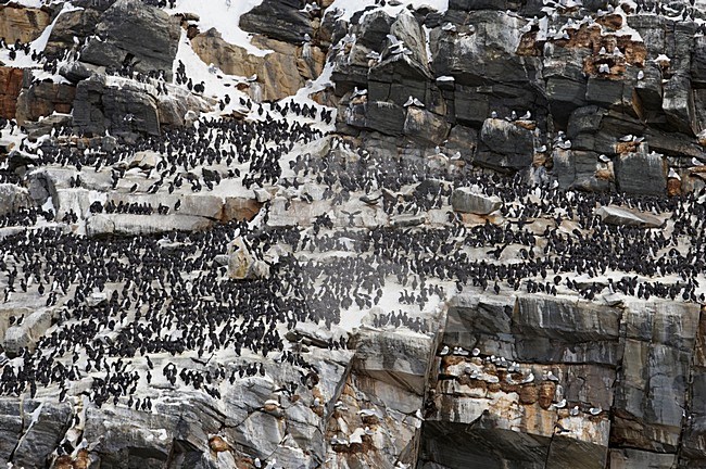 Zeekoet; Common Murre stock-image by Agami/Markus Varesvuo,