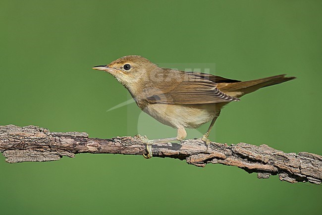 Eurasian Reed Warbler, Kleine Karekiet stock-image by Agami/Alain Ghignone,