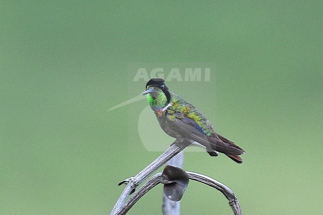 Male Hooded Visorbearer (Augastes lumachella) perched on a twig Chapada Diamantina, in Brazil. stock-image by Agami/Laurens Steijn,