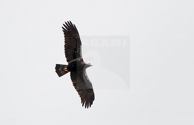 Adult Spanish Imperial Eagle (Aquila adalberti) seen from below at Monfrague, Extremadura, Spain. stock-image by Agami/Helge Sorensen,