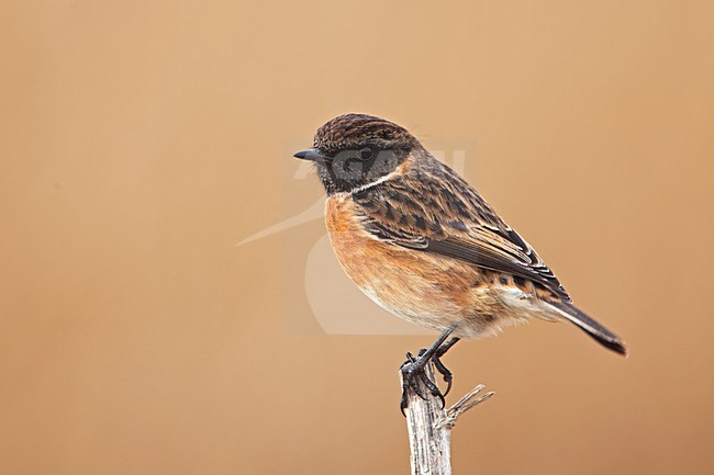 Man Roodborsttapuit, Male European Stonechat stock-image by Agami/Rob Olivier,