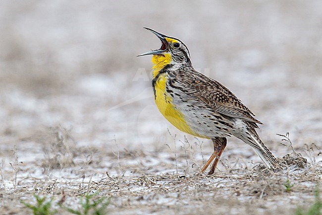 Adult breeding
Box Elder Co., UT
June 2013 stock-image by Agami/Brian E Small,