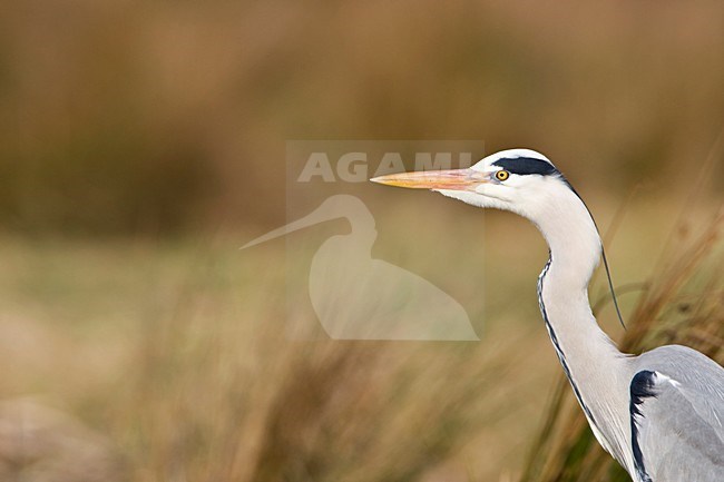 Blauwe Reiger langs slootkant Nederland, Grey Heron along side of ditch Netherlands stock-image by Agami/Wil Leurs,