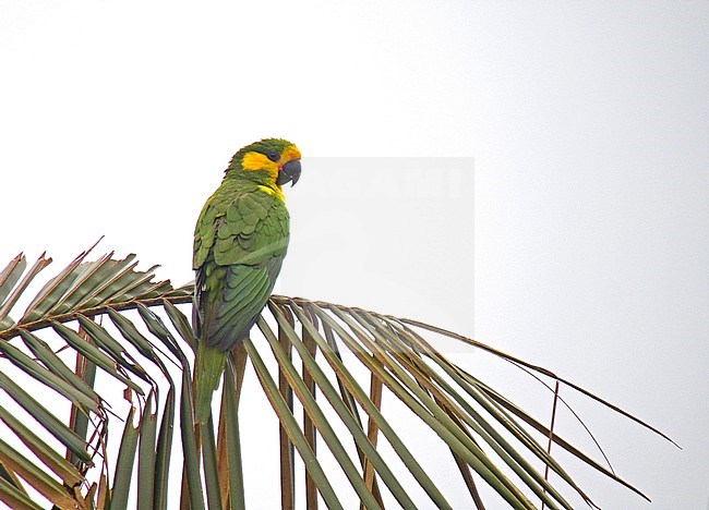 Yellow-eared Parrot (Ognorhynchus icterotis) an endangered species of the Colombian Andes. stock-image by Agami/Pete Morris,