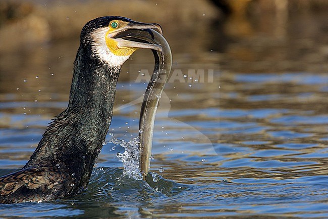 Aalscholver met paling, Great Cormorant with Eal stock-image by Agami/Arie Ouwerkerk,