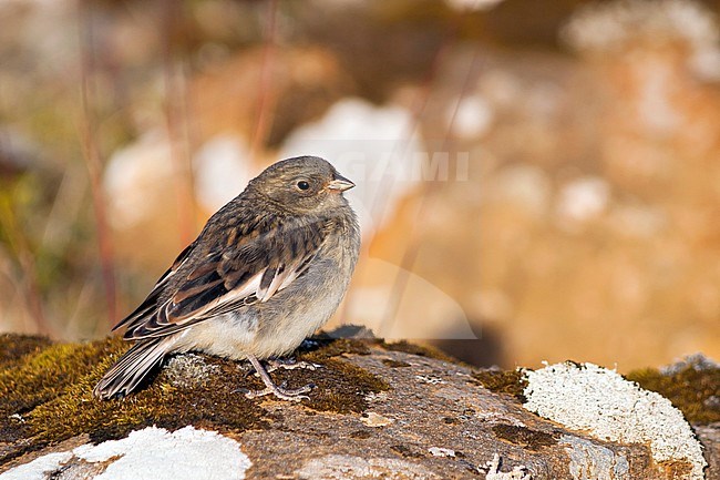 Snow Bunting - Schneeammer - Plectrophenax nivalis ssp. insulae, Iceland, juvenile stock-image by Agami/Ralph Martin,